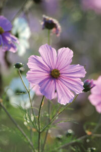 Plant Fall-Blooming Flowers for Seasonal Color Image